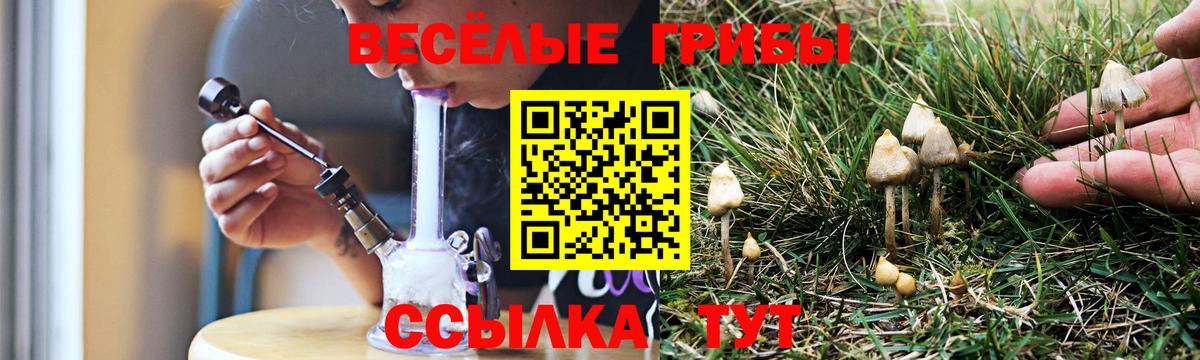 Шумерля  Псилоцибиновые грибы мицелий  Вход с VPN  Псилоцибиновые грибы Psilocybine cubensis 